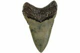 Serrated, Fossil Megalodon Tooth - North Carolina #235452-1